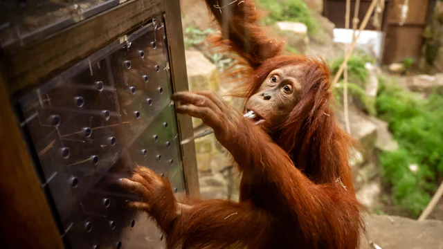 Zoo di Planckendael