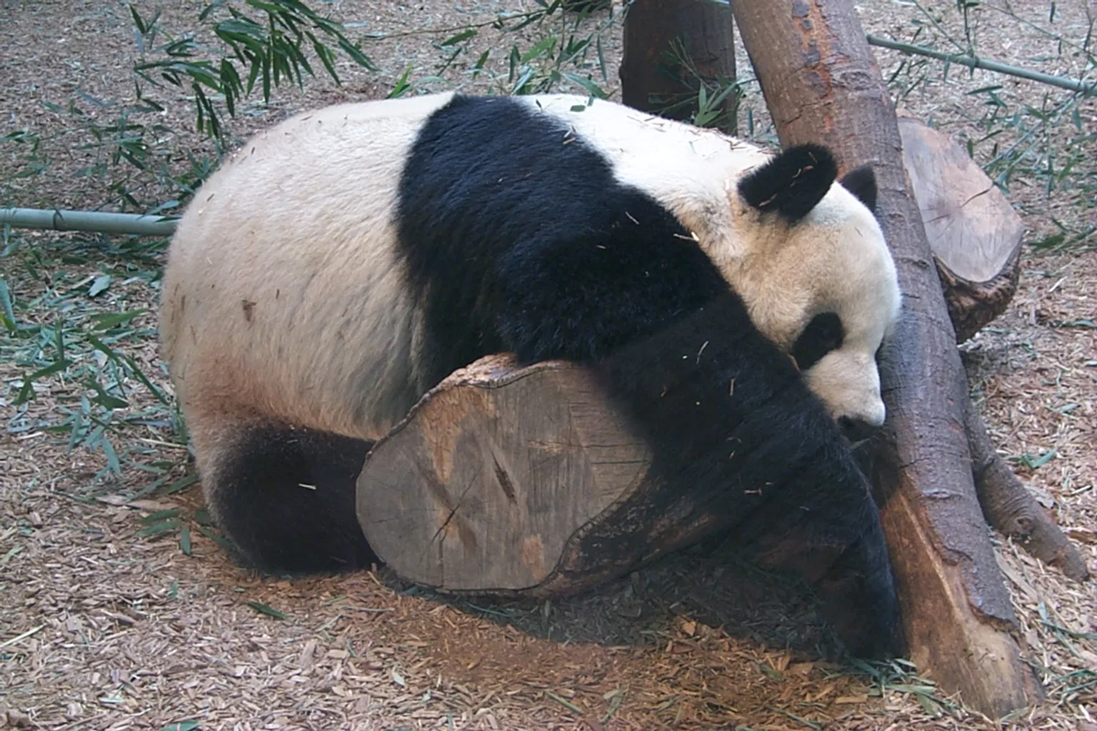 Zoo di Atlanta: guida pratica all'acquisto dei biglietti
