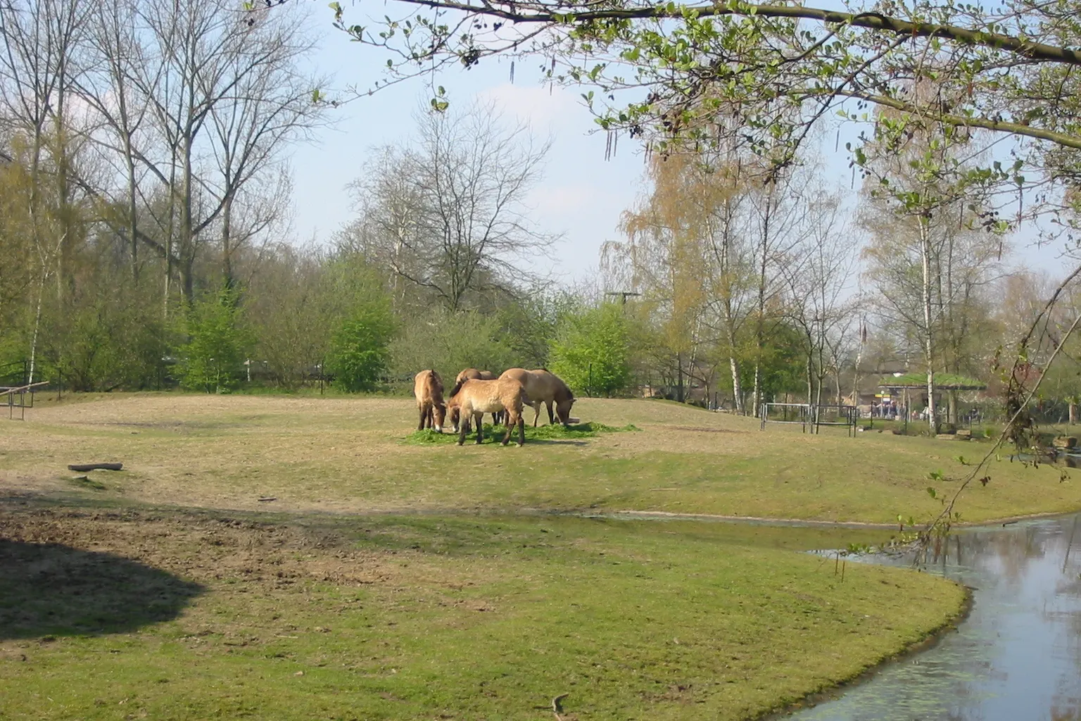 Zoo di Planckendael biglietti: guida per scultori di polene